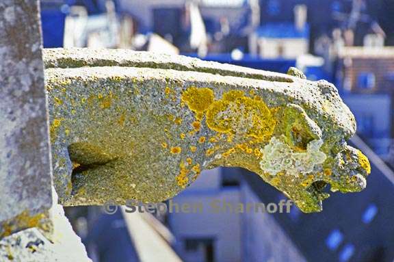 lichens gargoyle graphic